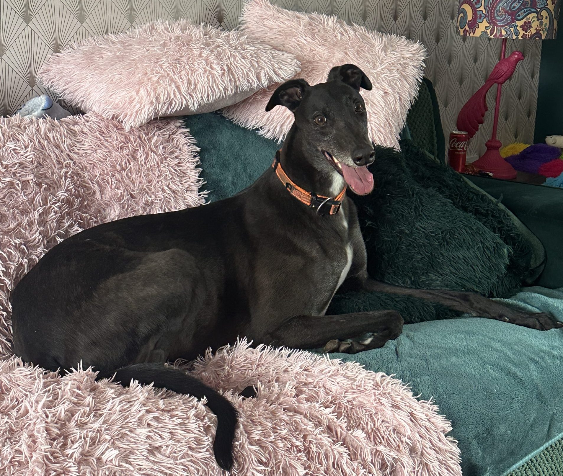 black greyhound on a sofa