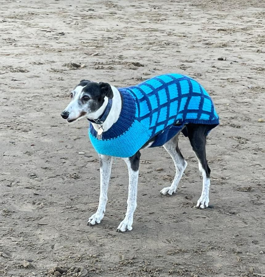 greyhond on the beach